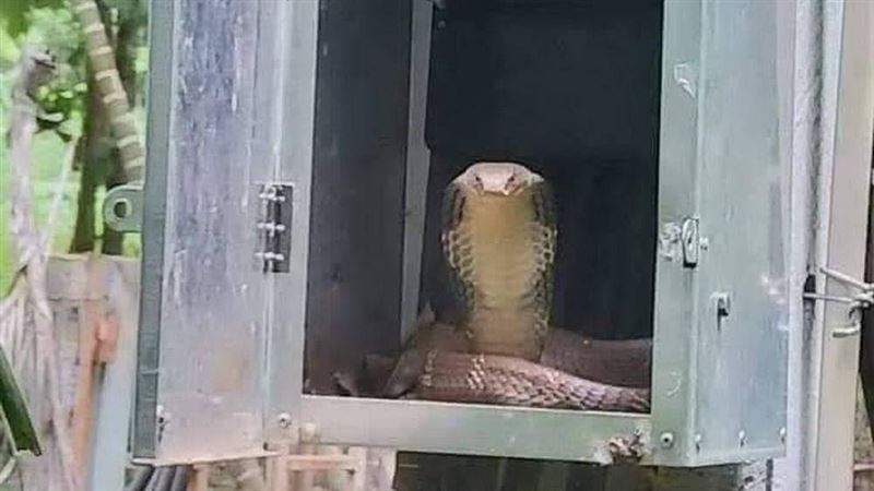 路邊變電箱一開　大尾眼鏡蛇盯著看…