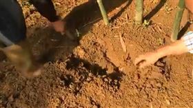 蘇貞昌直播「挖筍」拿鋤頭很有架勢。（圖／翻攝自蘇貞昌臉書直播）