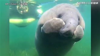 海牛抓癢好享受　臉頰狂甩萌破表