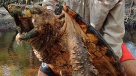 ▲Suwannee鱷魚鱷龜。（圖／翻攝自推特）