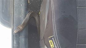 澳洲發生東部棕蛇藏車事件，世界第二大毒蛇，讓母子嚇到。（圖／翻攝自臉書）