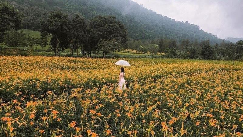 不用飛出國！期間限定黃色花海在這裡