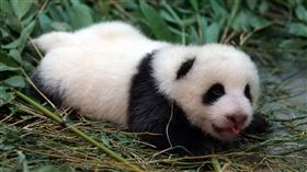 大貓熊寶寶「圓仔妹」已經學會翻身。（圖／台北市立動物園提供）