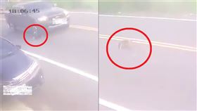 新竹,輾壓,小狗,拖行