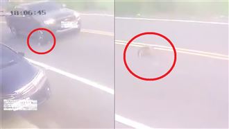 狗遭轎車來回輾壓　「臟器外露」慘死