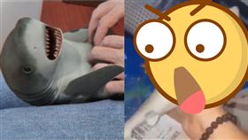 台中,仿真鯊魚玩具,實品