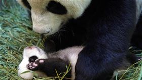 團團圓圓聯合生日趴　圓仔妹好名將出爐台北市立動物園30日將為大貓熊「團團」、「圓圓」舉辦聯合生日趴，並公布「圓仔妹」名字票選結果。圖為媽媽「圓圓」呵護小女兒「圓仔妹」。（台北市立動物園提供）中央社記者陳怡璇傳真　109年8月28日