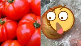 香港,番茄,發芽,胎萌現象,蟲