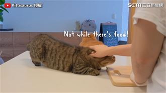 鏟屎官做壽司　牠伸展身體為偷吃一口