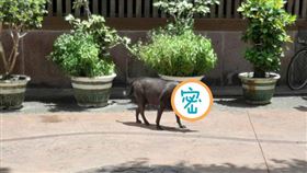 黑豬,阿嬤,狗(翻攝自 Dcard)