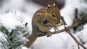 ▲旅鼠（圖／翻攝自pixabay）