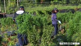 南投、台中大麻自耕農／翻攝畫面