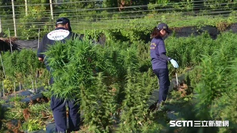 台灣史上最大宗　6億大麻園遭查獲了