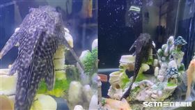 琵琶魚、垃圾魚圖/網友授權提供