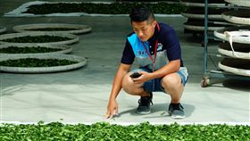 石碇區農友葉承軒奪下「全國製茶技術競賽」冠軍（新北市農業局提供）