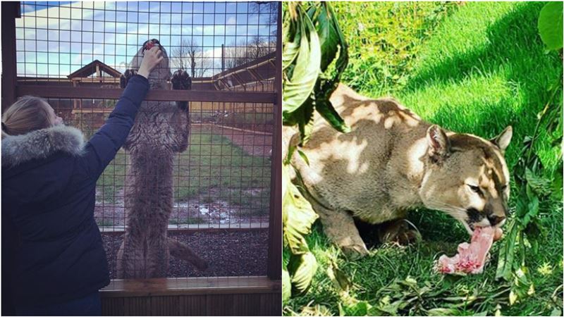 老闆逼的！16歲女照顧3獅慘遭撕咬