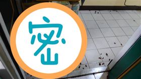 鄰居是「養蟑大戶」！他一開門「地板有50隻」網嚇喊超噁
圖／翻攝自爆怨公社二社