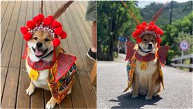 快來拜！萌汪cosplay擋道　網驚喊：「柴神爺」現身（圖／翻攝自爆廢公社公開版）