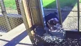 ▲女孩獅口餘生。（圖／翻攝自推特）