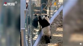 大連熊貓與遊客們擊掌（圖／翻攝自人民視頻）