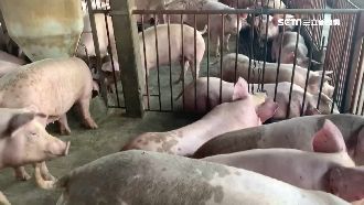 雲林豬農危機化轉機　國產豬拚內外銷