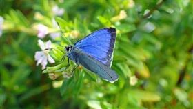 ▲小笠原小灰蝶。（圖／翻攝自推特）