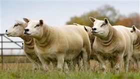 泰瑟爾綿羊（Texel sheep）（圖／翻攝自Texel Sheep Society臉書）