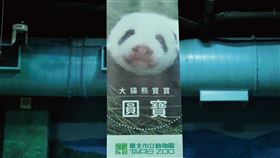 貓熊（圖／臺北市立動物園提供）