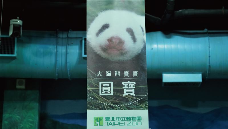 決定了！　超萌圓仔妹取名「圓寶」