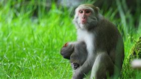 小彌猴遭撞死，媽媽抱著牠不離不棄／玉管處提供