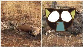 羚羊被啃食引40隻禿鷹虎視眈眈圍觀 獵豹被嚇到落跑（圖／翻攝自YouTube）