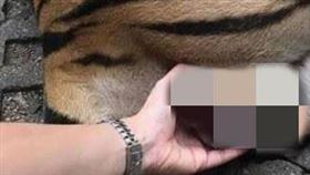 女子見公虎熟睡，竟伸手「抓虎蛋」。（圖／翻攝自微博@泰國網）