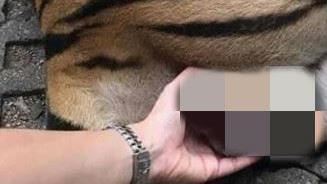 公虎睡超香　天外竟飛來一手抓牠蛋蛋