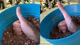 雅各對著手指澆水，下一秒它就延伸2倍長。（圖／翻攝自雅各抖音）