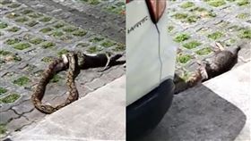 2公尺蟒蛇「咬住虎斑貓半顆頭」　拖行1公尺躲車底繼續吃（圖／翻攝自Nature Society臉書）