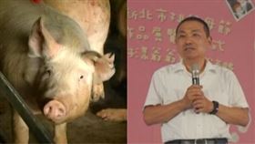 豬,侯友宜,組合圖