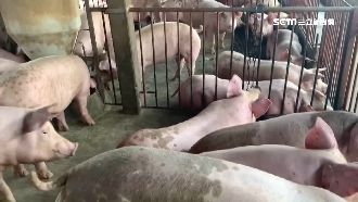 「案例場」豬隻流入市場 前進應變所回應