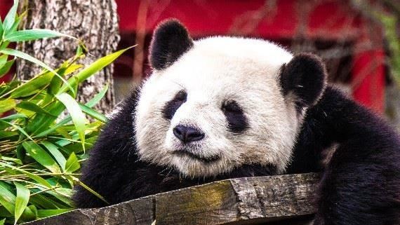夜太美！15大總是熬夜當熊貓的理由