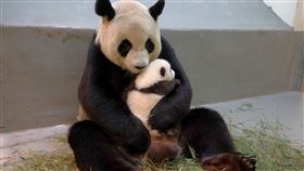 團團圓圓、圓仔妹、大貓熊
圖／台北動物園提供