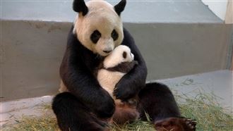 日2貓熊將返中　他揭台團團圓圓統戰象徵