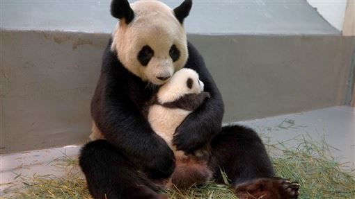 日2貓熊將返中　他揭台團團圓圓統戰象徵