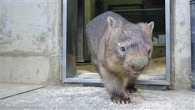 別再煩我了！袋熊「透明被被」狂被翻　一舉動萌翻網友（圖／翻攝自茶臼山動物園臉書）