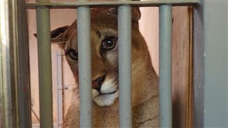 母獅嫵媚眼神征服人　宛如迪士尼公主