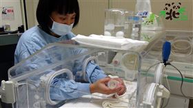 保育員十項全能！扮奶媽顧「圓寶」　大貓熊生日還要做蛋糕