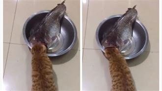 貓咪吃魚？主人端「一整條」牠愣住了