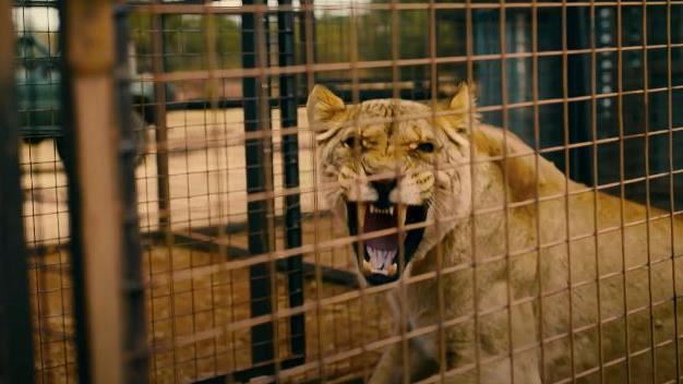 非法人工養殖獅獸性不減　主人竟遭…