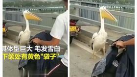 廣東大橋上出現鵜鶘（圖／翻攝自沸點視頻）