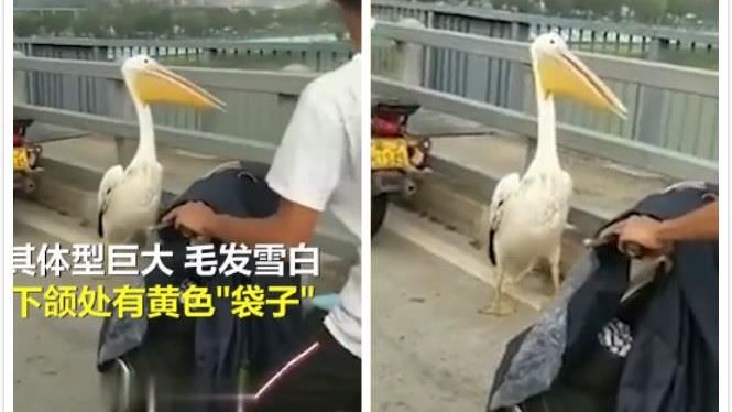 騎車過橋遇「巨鳥路霸」他愣住了