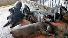 黑毛豬（林口區公所提供）