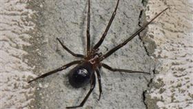 ▲男子遭黑寡婦蜘蛛咬傷。（圖／翻攝自推特）